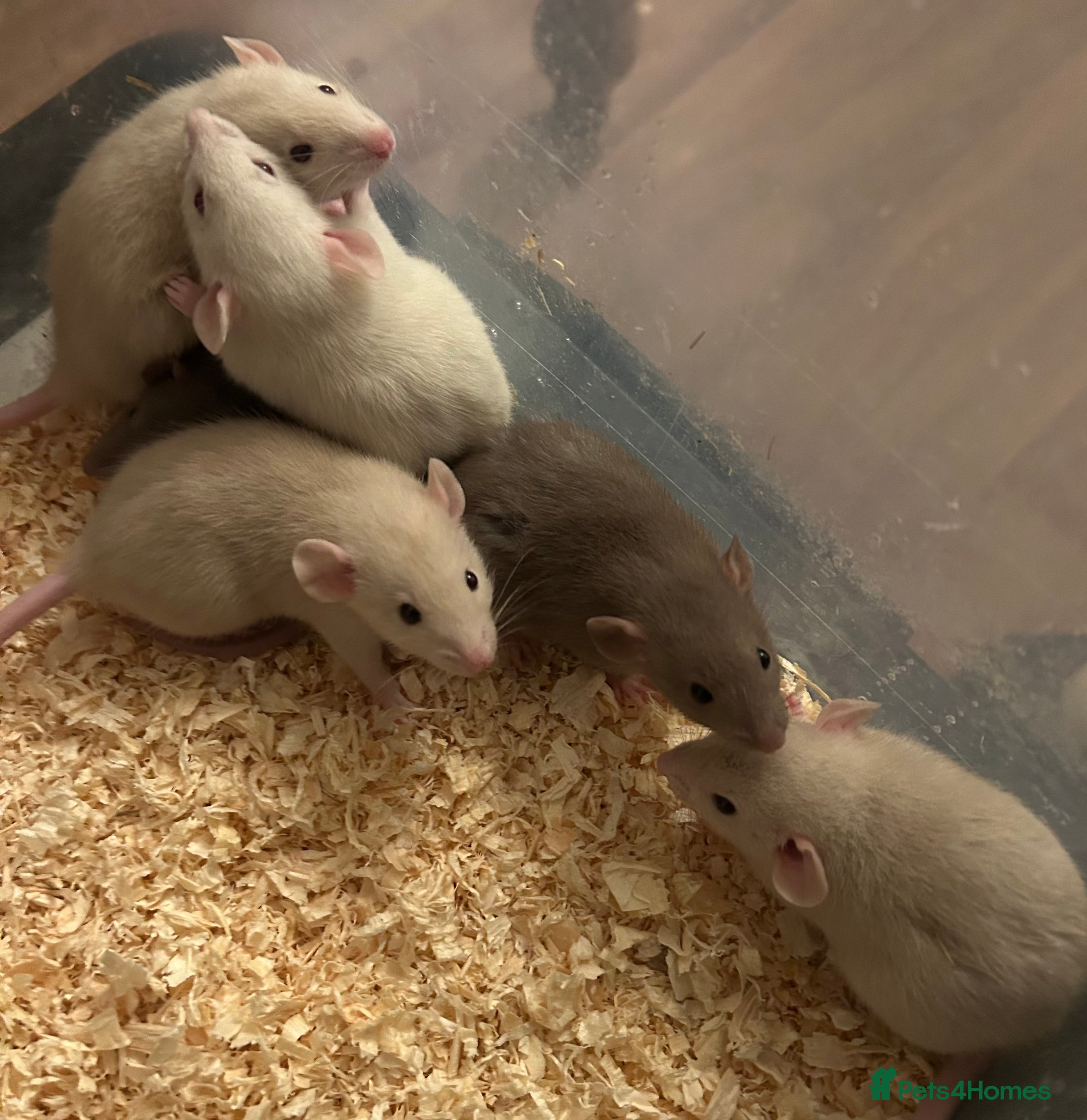 Rat rodents Beautiful baby dumbo rats for sale  - Advert 19