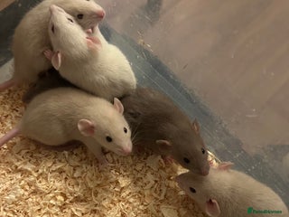 Rat rodents Beautiful baby dumbo rats for sale - Advert 1