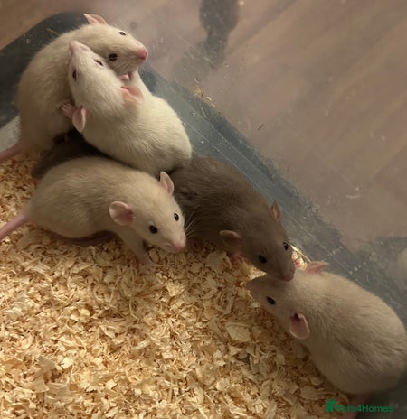 Rat rodents Beautiful baby dumbo rats for sale - Advert 1