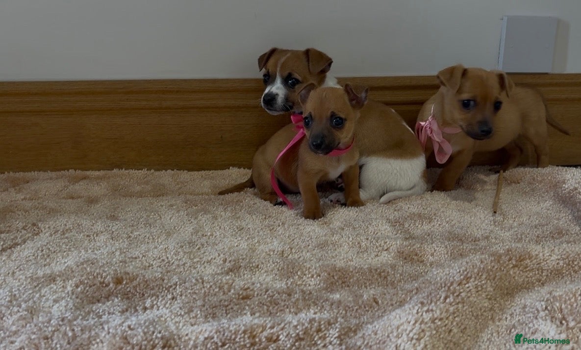 Jack Russell dogs for sale: Jack Russell puppies - Advert 2