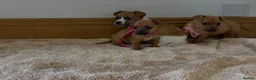 Jack Russell dogs for sale: Jack Russell puppies in Darwen - Advert 4