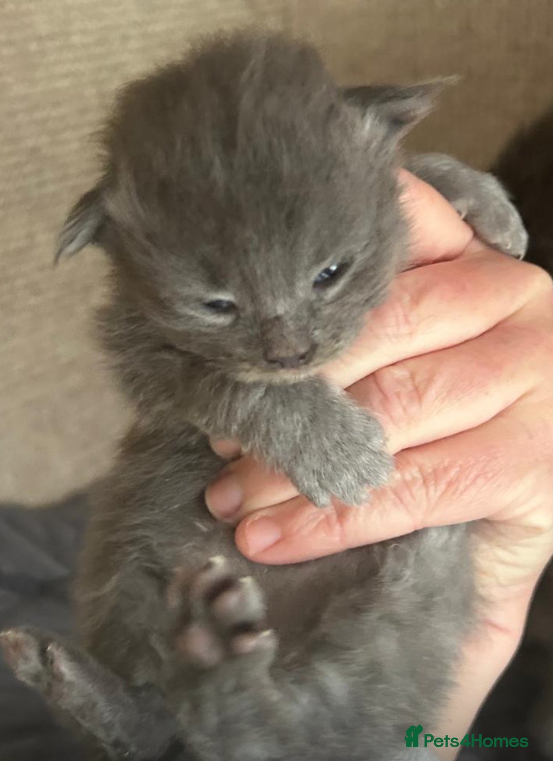 Maine Coon cats for sale: A lovely mc fluffy big solid blue boy - Advert 9