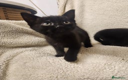 Mixed Breed cats for sale: Kittens for sale  - Image 5