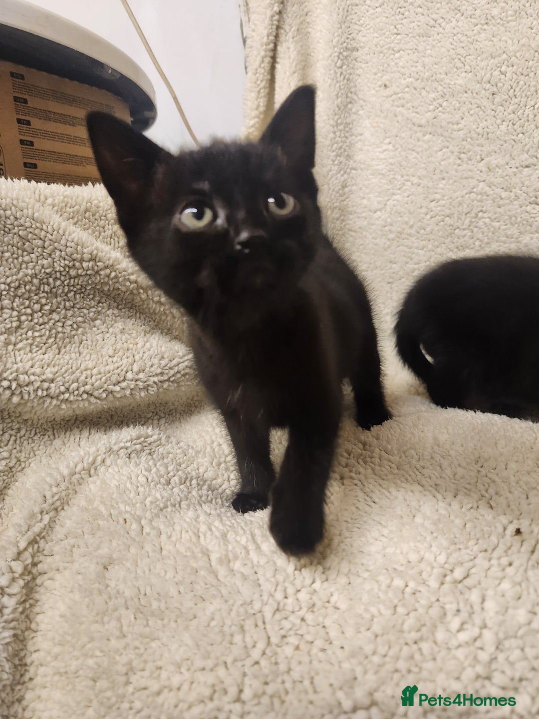 Mixed Breed cats for sale: Kittens for sale  - Image 5