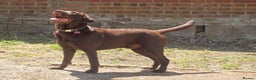 Labrador Retriever dogs for stud: Proven KC Chocolate Labrador for stud.NOT FOR SALE in Faversham - Advert 5