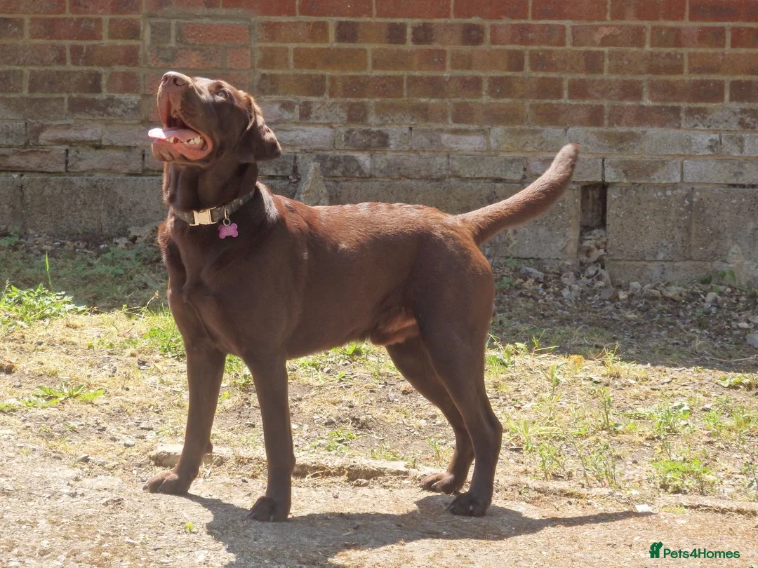 Labrador Retriever dogs for stud: Proven KC Chocolate Labrador for stud.NOT FOR SALE in Faversham - Advert 5