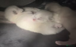 Ragdoll cats for sale: Ragdoll kittens ready for Xmas - Image 1
