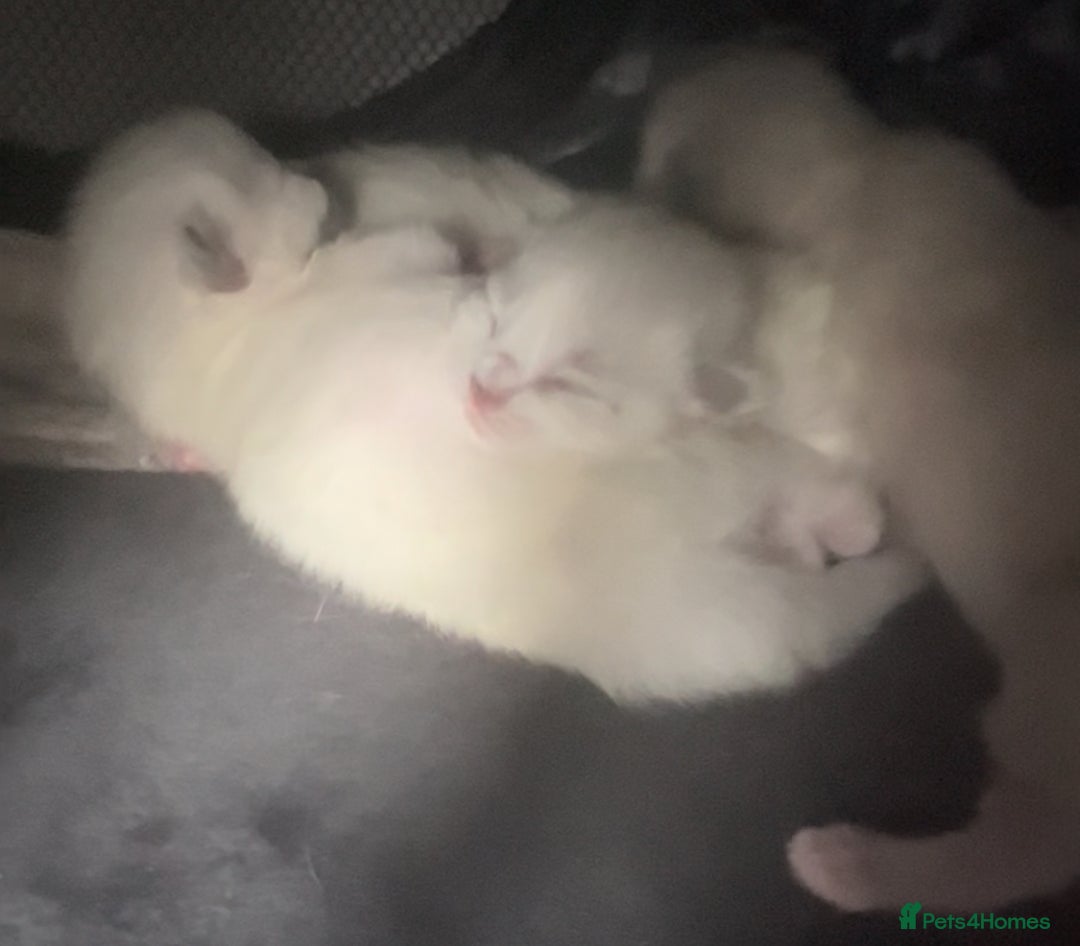 Ragdoll cats for sale: Ragdoll kittens ready for Xmas - Image 1