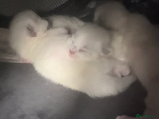 Ragdoll cats - Advert 3