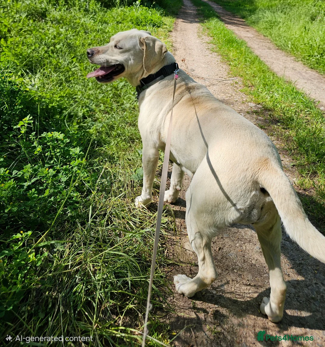Labrador Retriever dogs for adoption: Bella – Beautiful 5-Year-Old Labrador Cross - Advert 11
