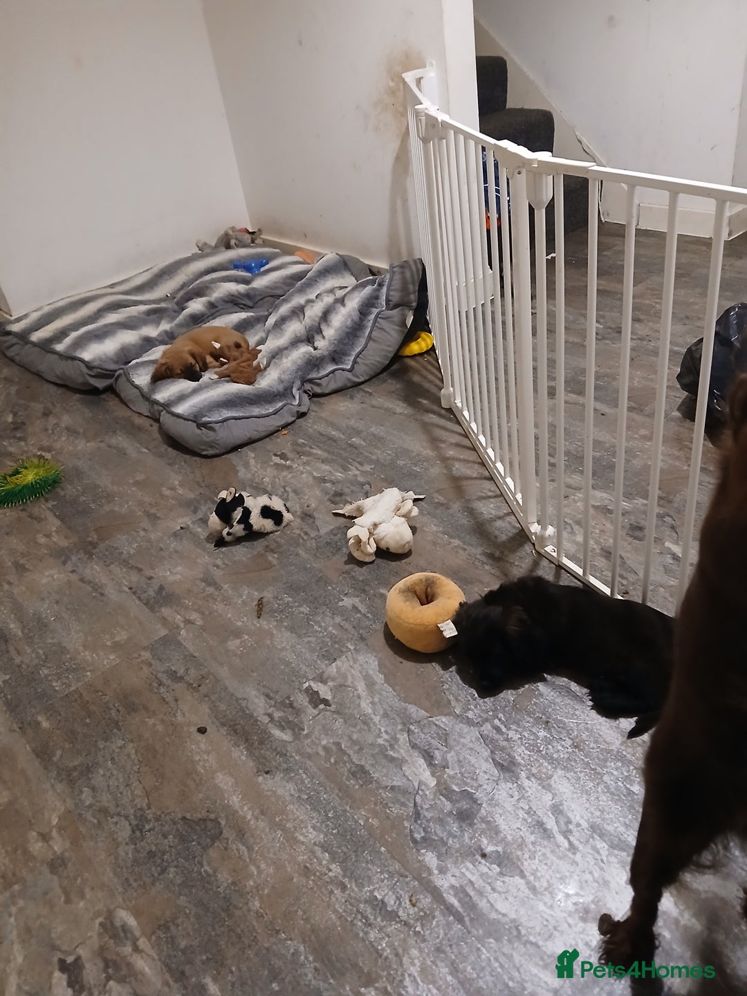 Mixed Breed dogs for sale: 2 pups left  - Advert 5