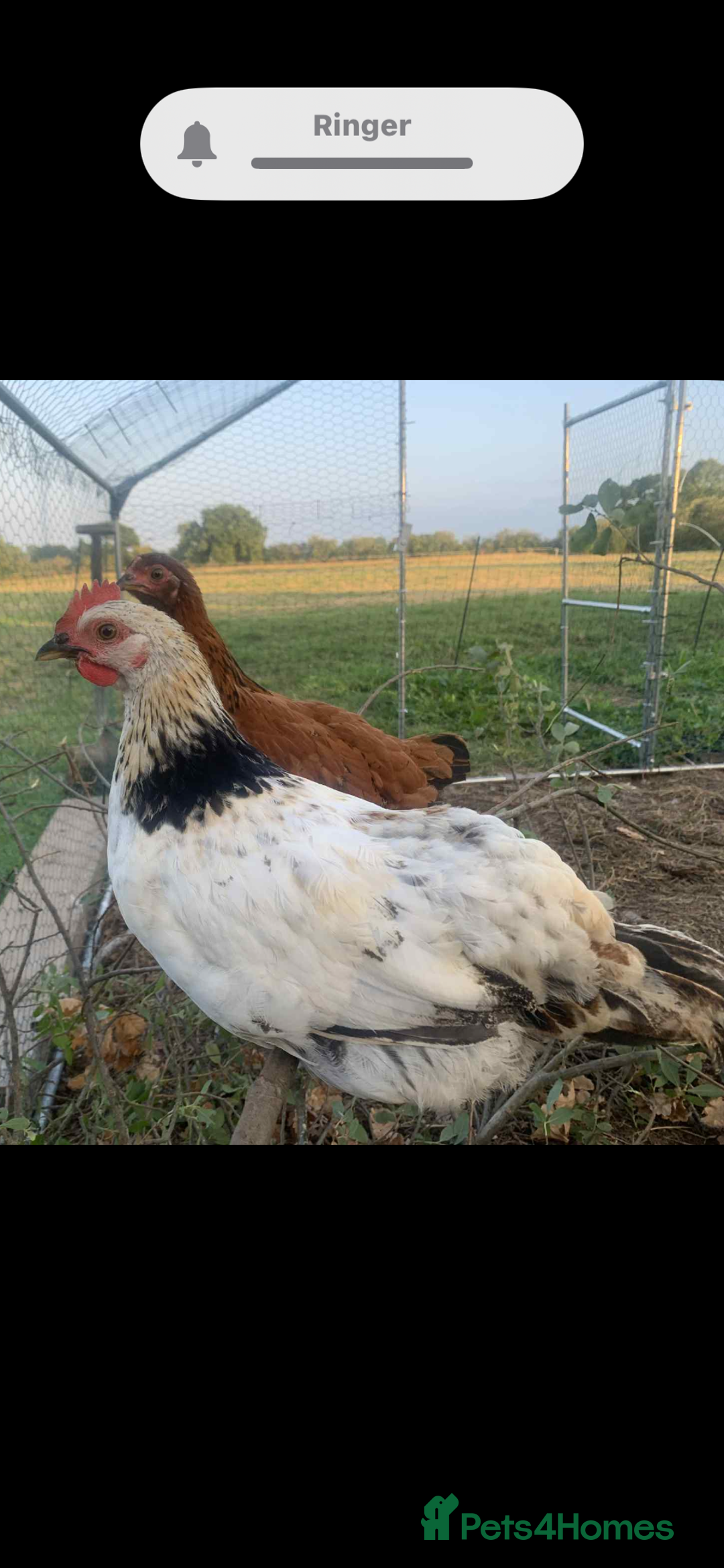 Chickens poultry for sale: Free cockerels  - Image 1