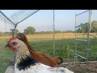 Chickens poultry - Advert 23