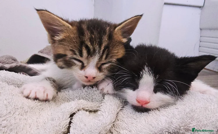 Domestic Shorthair cats - Advert 1