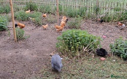 Chickens poultry for sale: Chickens and chicks for sale  - Image 9