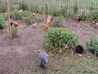 Chickens poultry Chickens and chicks for sale - Advert 4