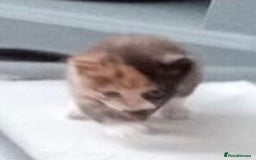 Mixed Breed cats for sale: Tortoiseshell kitten - Image 1