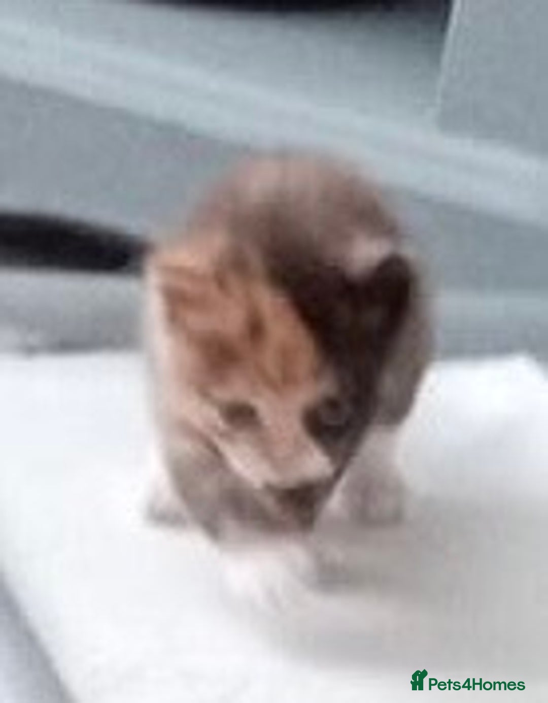Mixed Breed cats for sale: Tortoiseshell kitten - Image 1