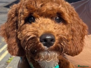 Cockapoo dogs Red & White Cockapoo (Male) - Advert 17