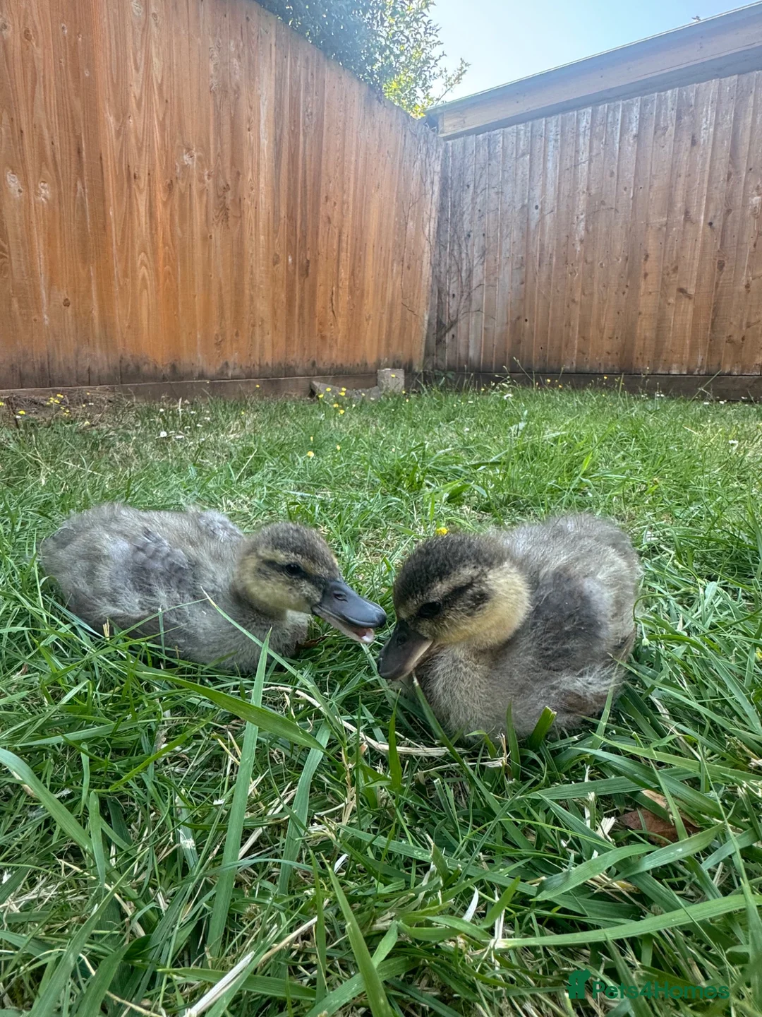 Ducks poultry for sale: Ducklings for sale  in Weston-super-Mare - Advert 2