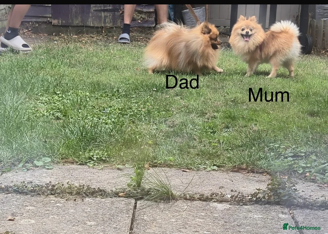 Pomeranian dogs for sale: Beautiful Pomeranian puppies - Advert 6