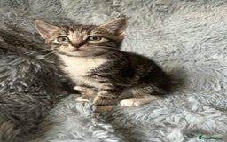 Mixed Breed cats for sale: 4 beautiful kittens for sale.  - Image 11