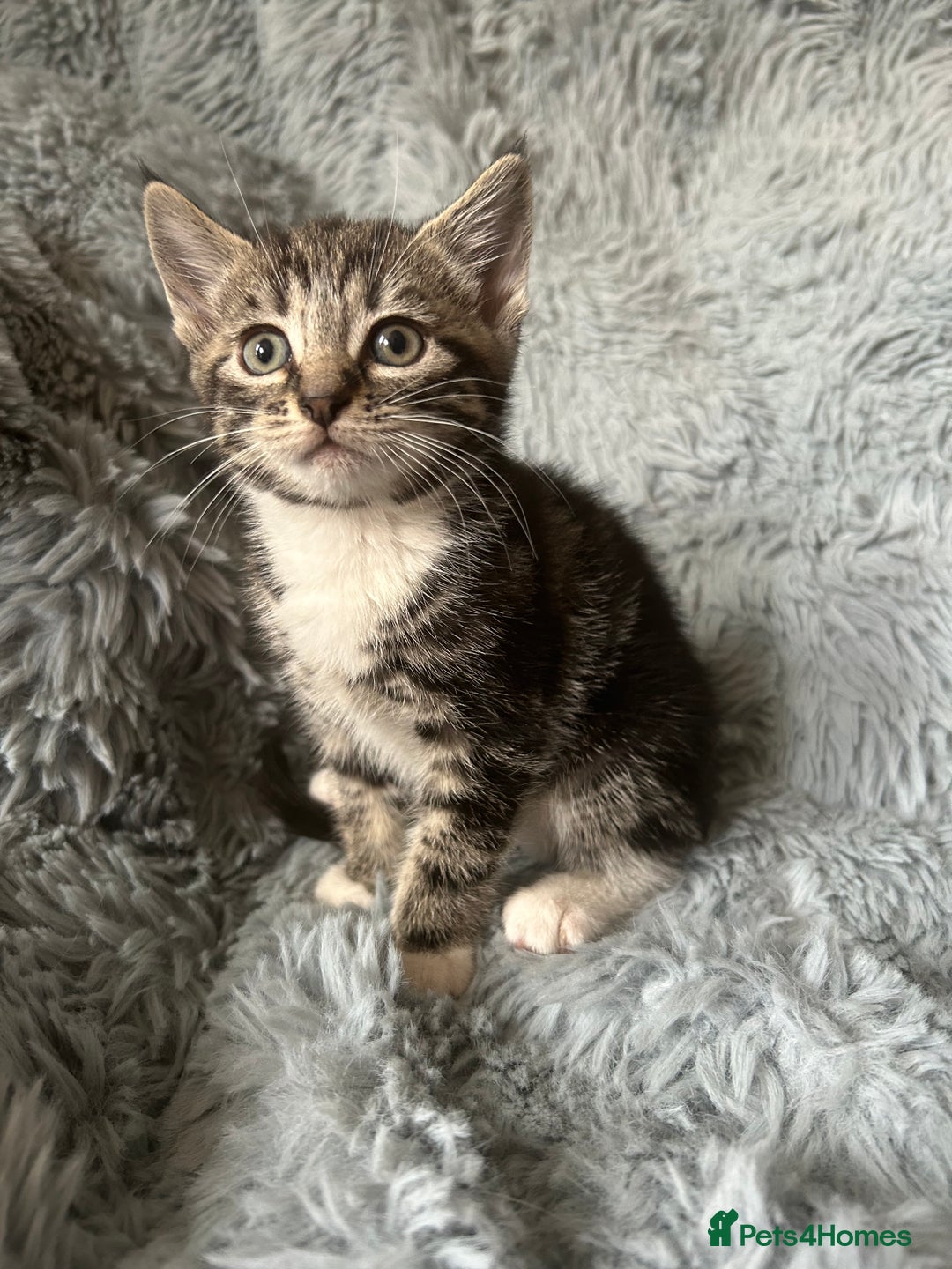 Mixed Breed cats for sale: 4 beautiful kittens for sale.  - Image 11