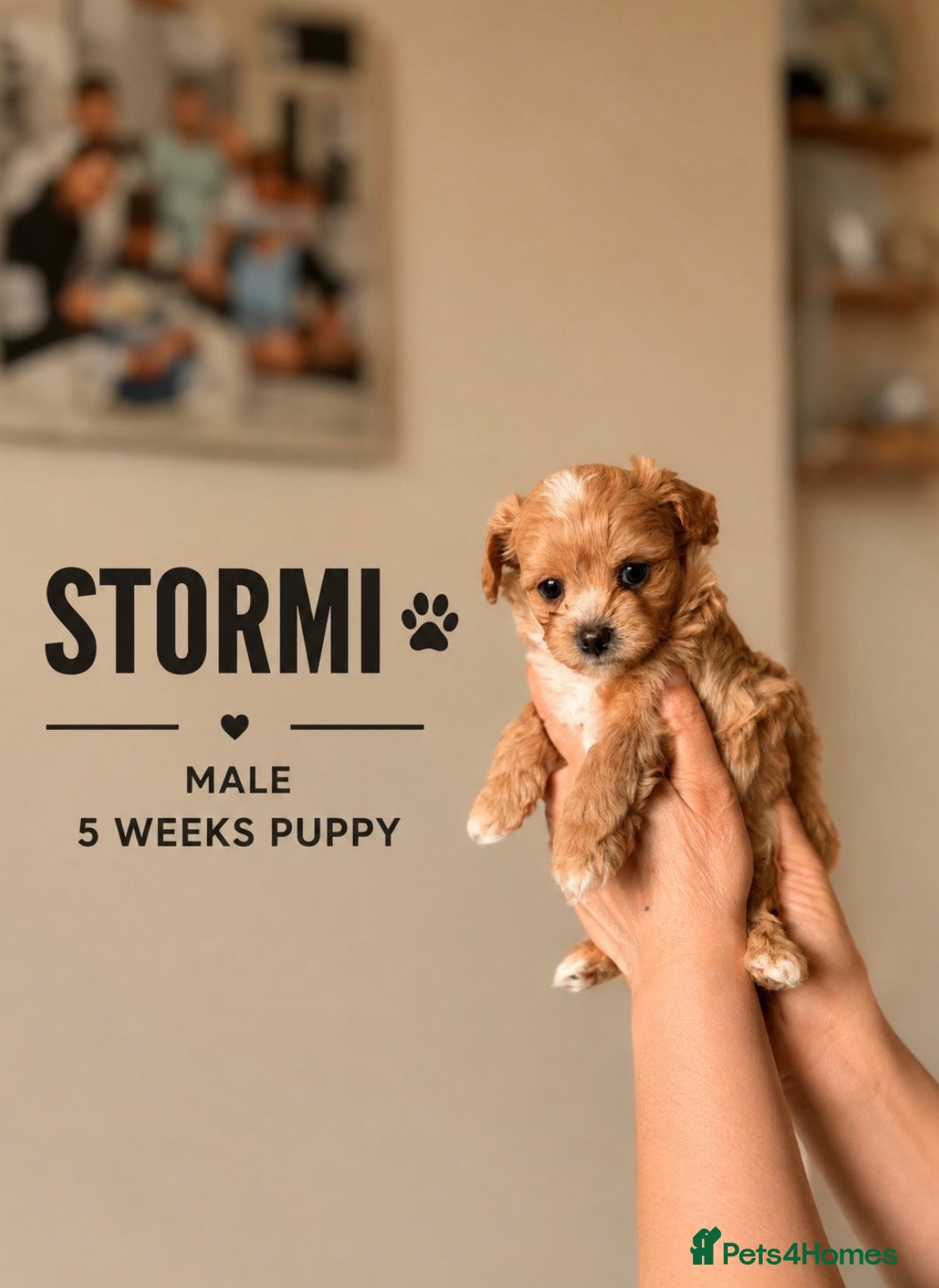 Maltipoo dogs 2 BOY LEFT RARE Tiny F1B Maltipoo Puppies 5 Weeks - Advert 12