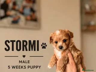 Maltipoo dogs 2 BOY LEFT RARE Tiny F1B Maltipoo Puppies 5 Weeks - Advert 12