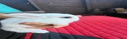 Mini Lop rabbits for sale: Mini lop bunnies  - Advert 4