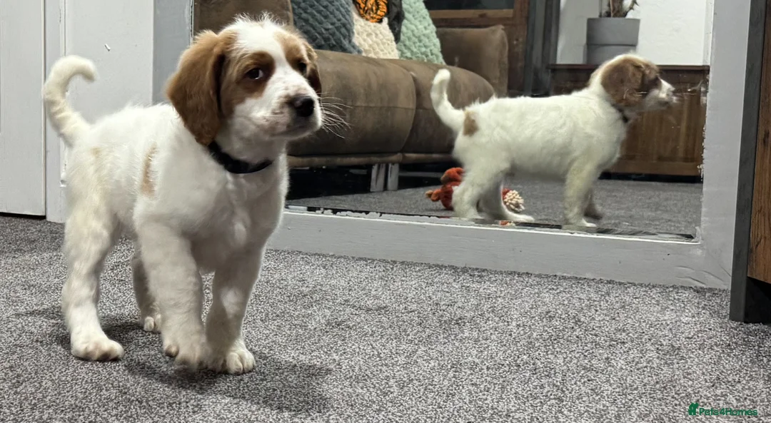 Australian Labradoodle dogs for sale: Multi-Gen Australian Labradoodle Puppies - Advert 36