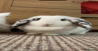 English Lop rabbits - Advert 3