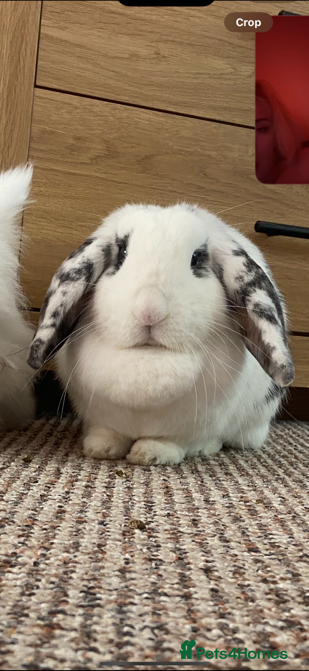 English Lop rabbits for sale: Neutered/Spayed Girl Looking for new home ASAP - Image 3
