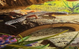 Leopard Gecko reptiles for sale: 4 leopard Geckos 1 black knight gecko - Advert 3