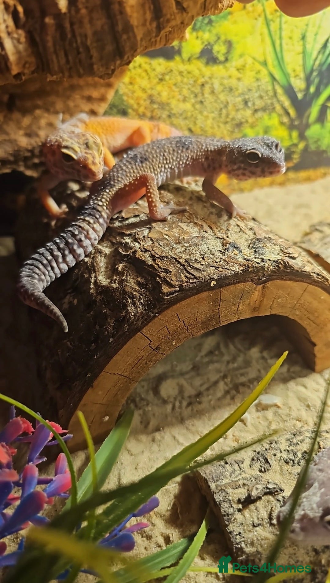 Leopard Gecko reptiles for sale: 4 leopard Geckos 1 black knight gecko - Advert 3
