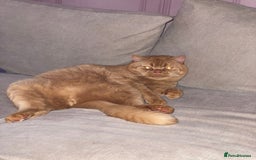 British Shorthair cats for sale: Re homing this Beautiful Boy - Image 13