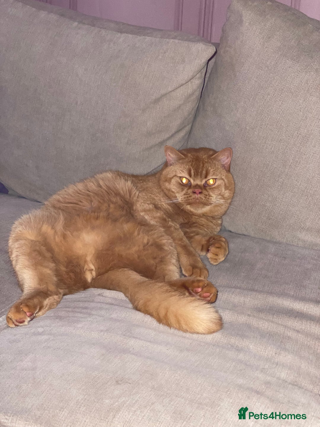 British Shorthair cats for sale: Re homing this Beautiful Boy - Image 13