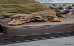 Miniature Dachshund dogs for sale: Minature Dashounds - Image 5