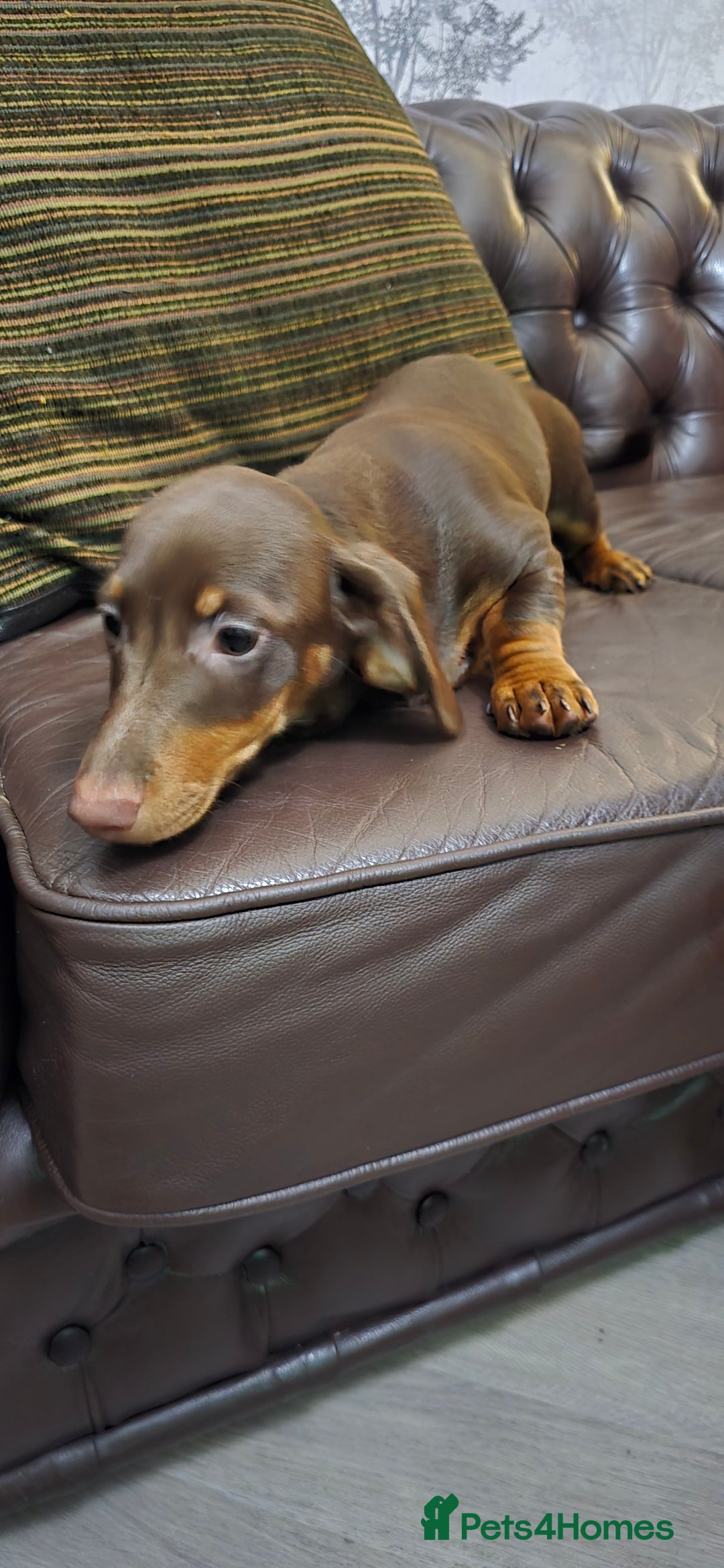 Miniature Dachshund dogs for sale: Minature Dashounds - Image 5