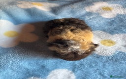 Guinea Pig rodents for sale: Swiss male baby guinea pigs  - Image 3