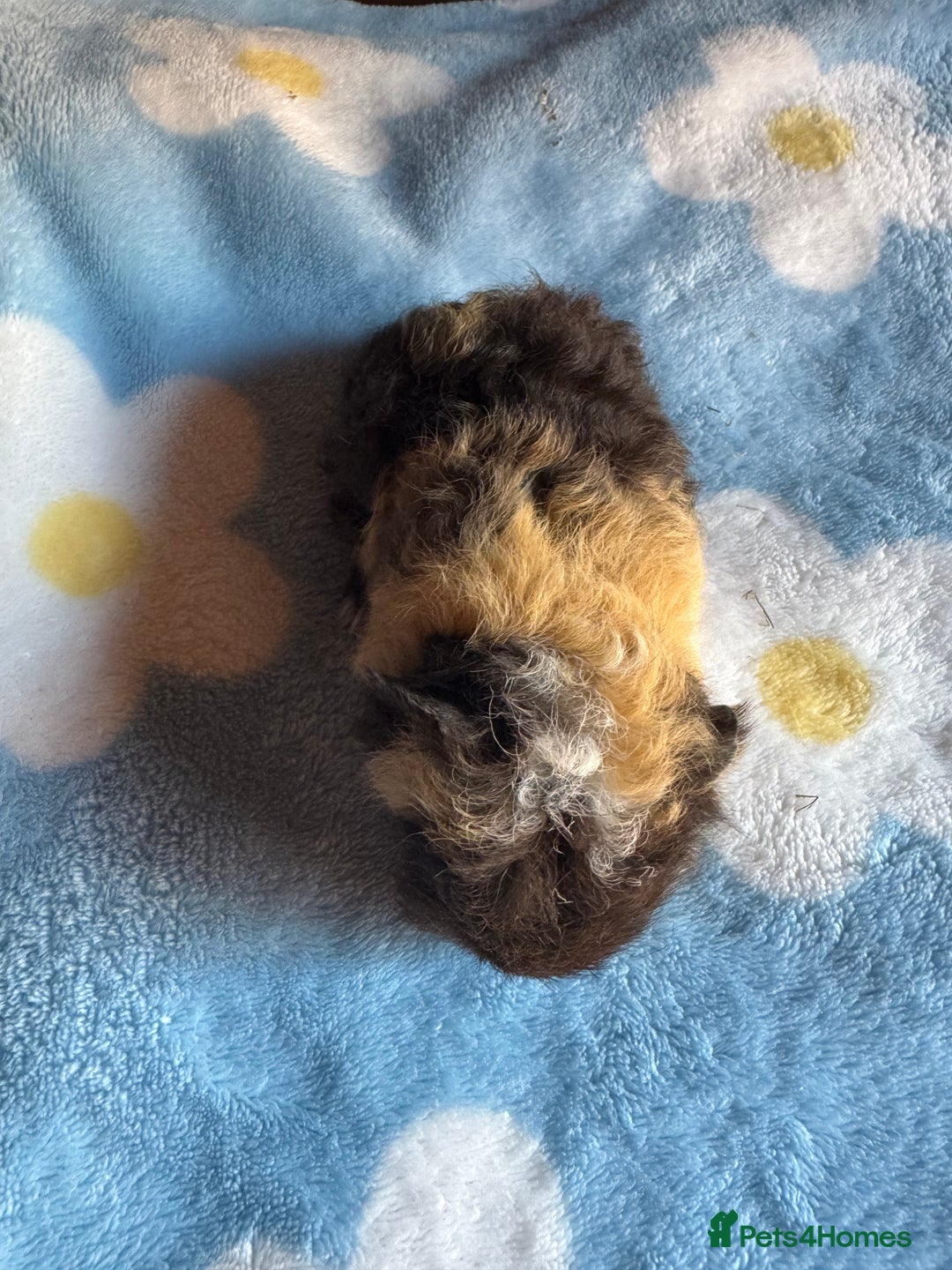 Guinea Pig rodents for sale: Swiss male baby guinea pigs  - Image 3