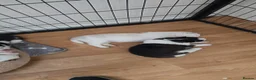 Siberian Husky dogs for sale: Siberian Huskey Pups (1xM and 3xF) in Bathgate - Advert 17