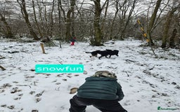 Mixed Breed dogs for sale: Girl TRI- due to unforseen circumstances - Image 8