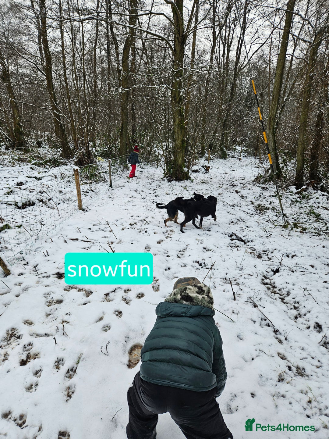 Mixed Breed dogs for sale: Girl TRI- due to unforseen circumstances - Image 8