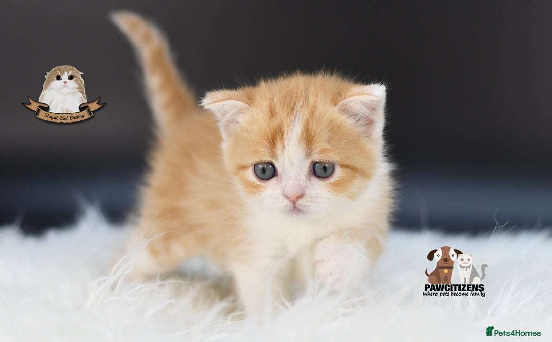 Scottish Fold cats for sale: LICENSED CATTERY, PURE BREED TOP QUALITY KITTENS - Image 6