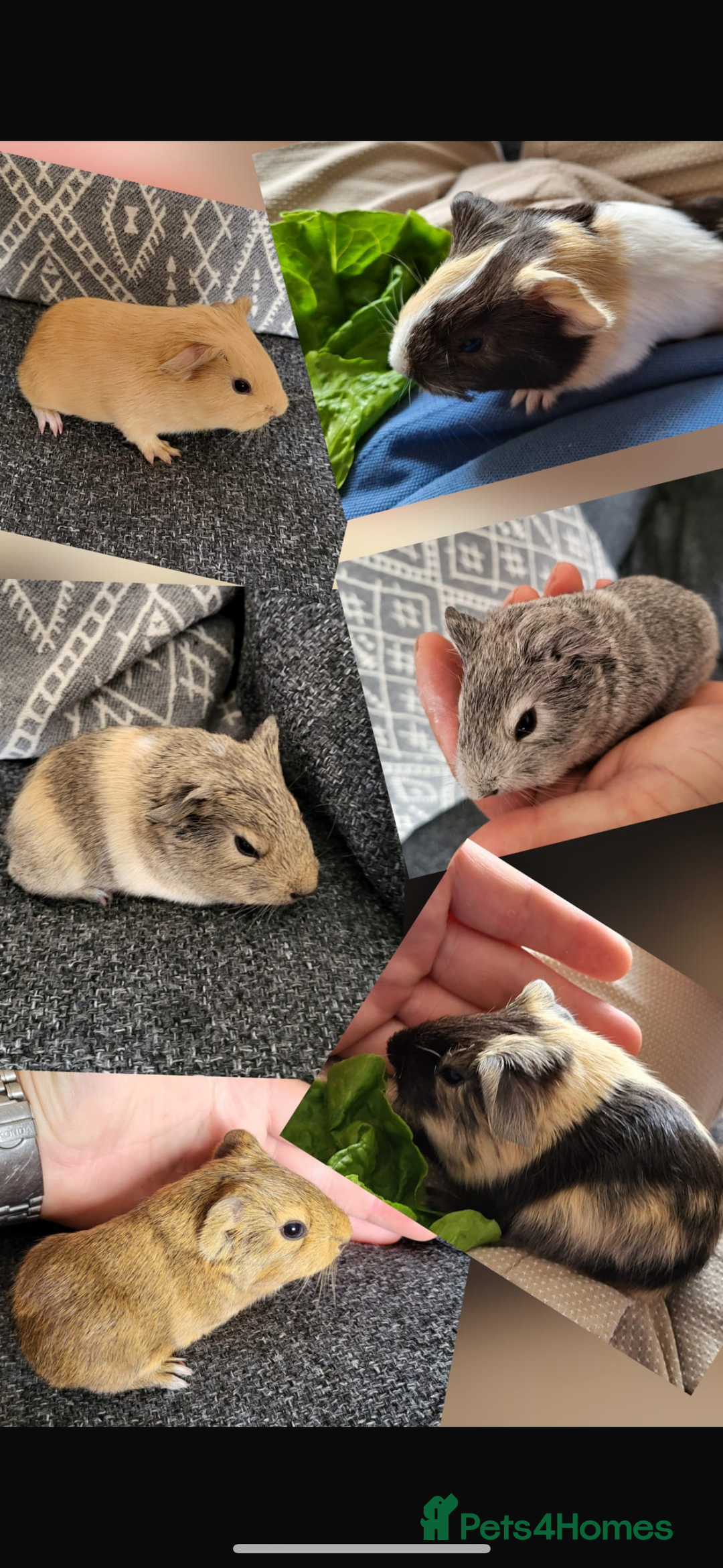 Guinea Pig rodents for sale: Baby Guinea Pigs - Image 1