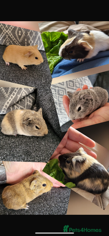 Guinea Pig rodents - Advert 16