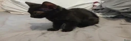 Mixed Breed cats for sale: Winnie  - Advert 3
