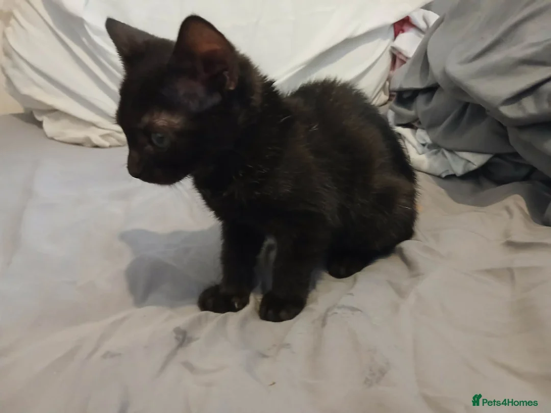 Mixed Breed cats for sale: Winnie  - Advert 3