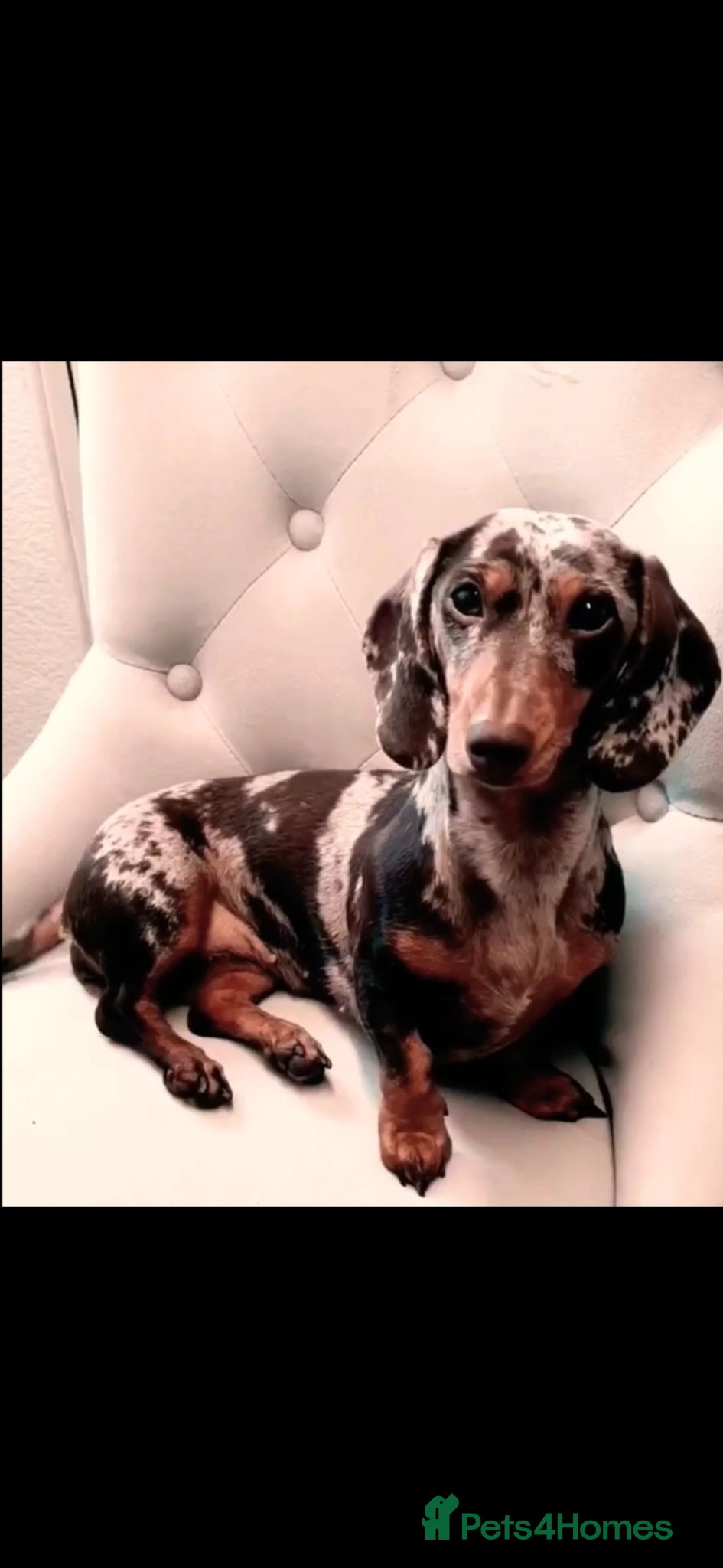 Miniature Dachshund dogs 🐾KC Miniature Dachshund Puppies Champion Lines🐾 - Advert 14